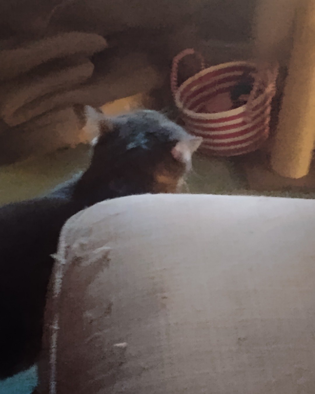 cloudy. Couch, Furniture, Dog, Puppy, Cat, Basket