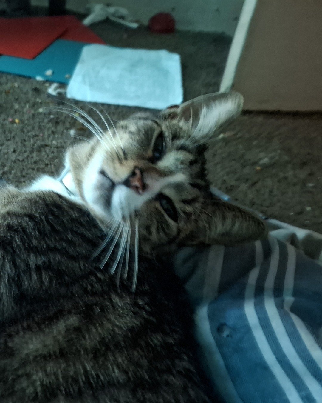 zenth. Person, Cat, Kitten, Sleeping