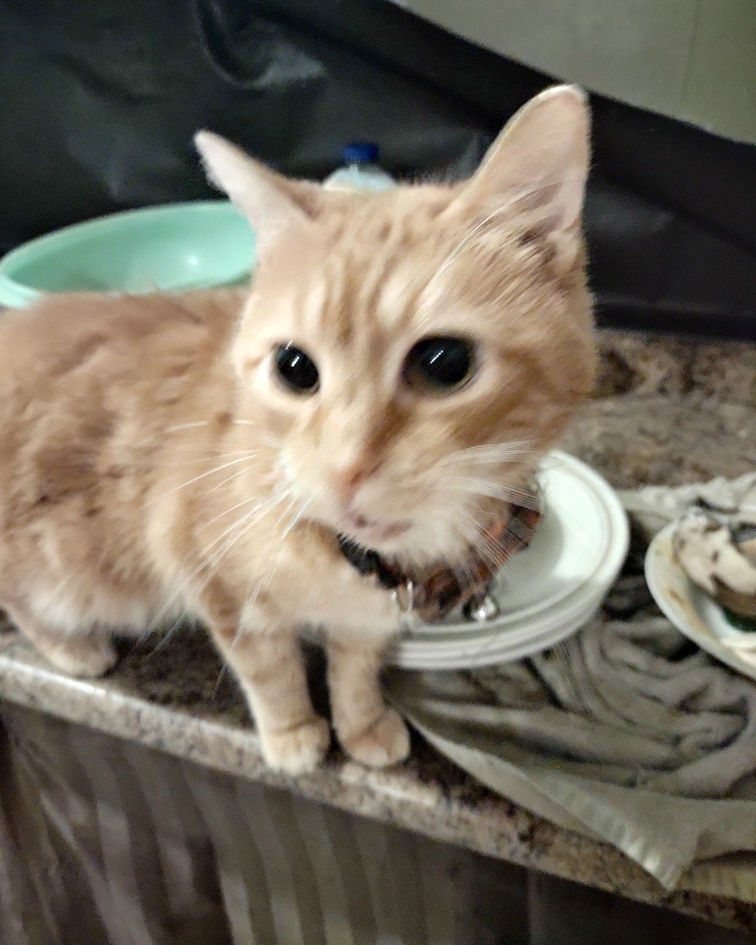 chucky the tortoise Shell. Cat, Kitten