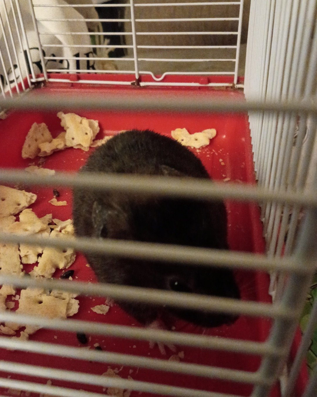 dean the black bear hamster. Rodent, Rat