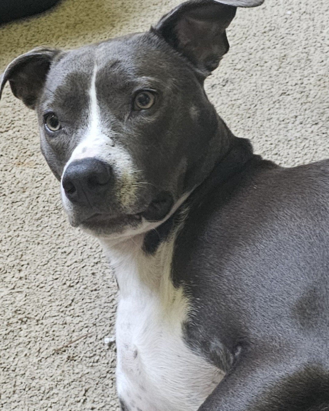 Priscilla 🩷 the pitbull. Dog, Snout, Puppy, Bulldog, Pitbull