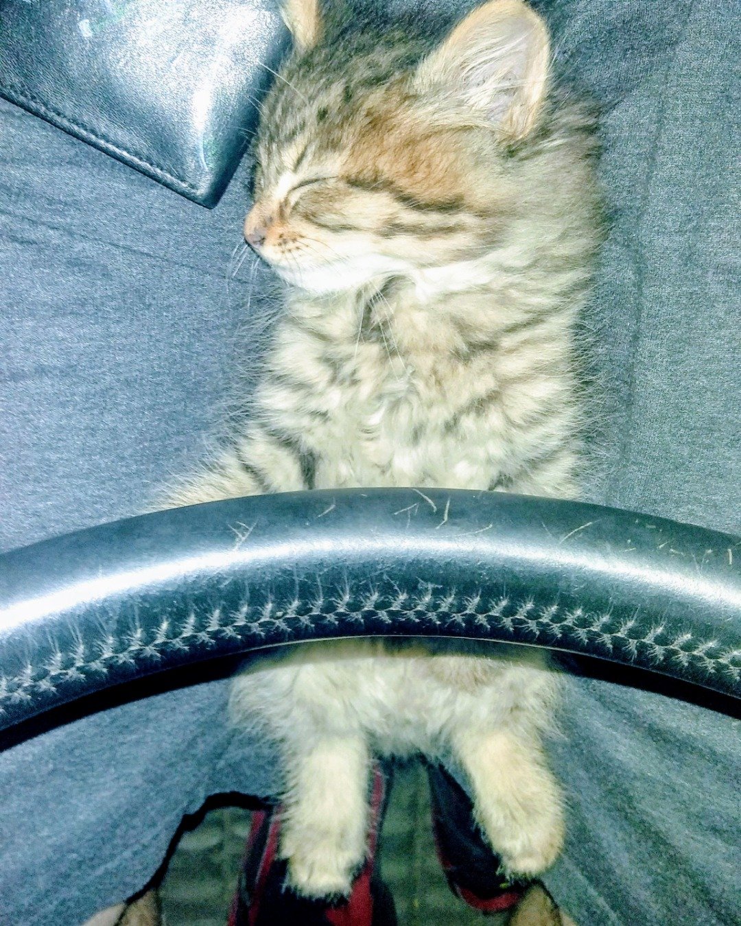Booey; Baby Boy; Ka-Booey; Boo-Titters the MaineCoon Mix, Tabby. Cat, Kitten, Couch, Furniture