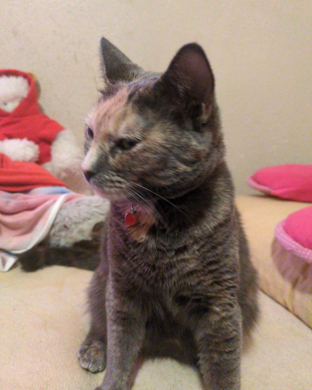 Floofy the kitty the idk. Cat, Kitten, Abyssinian, Dog