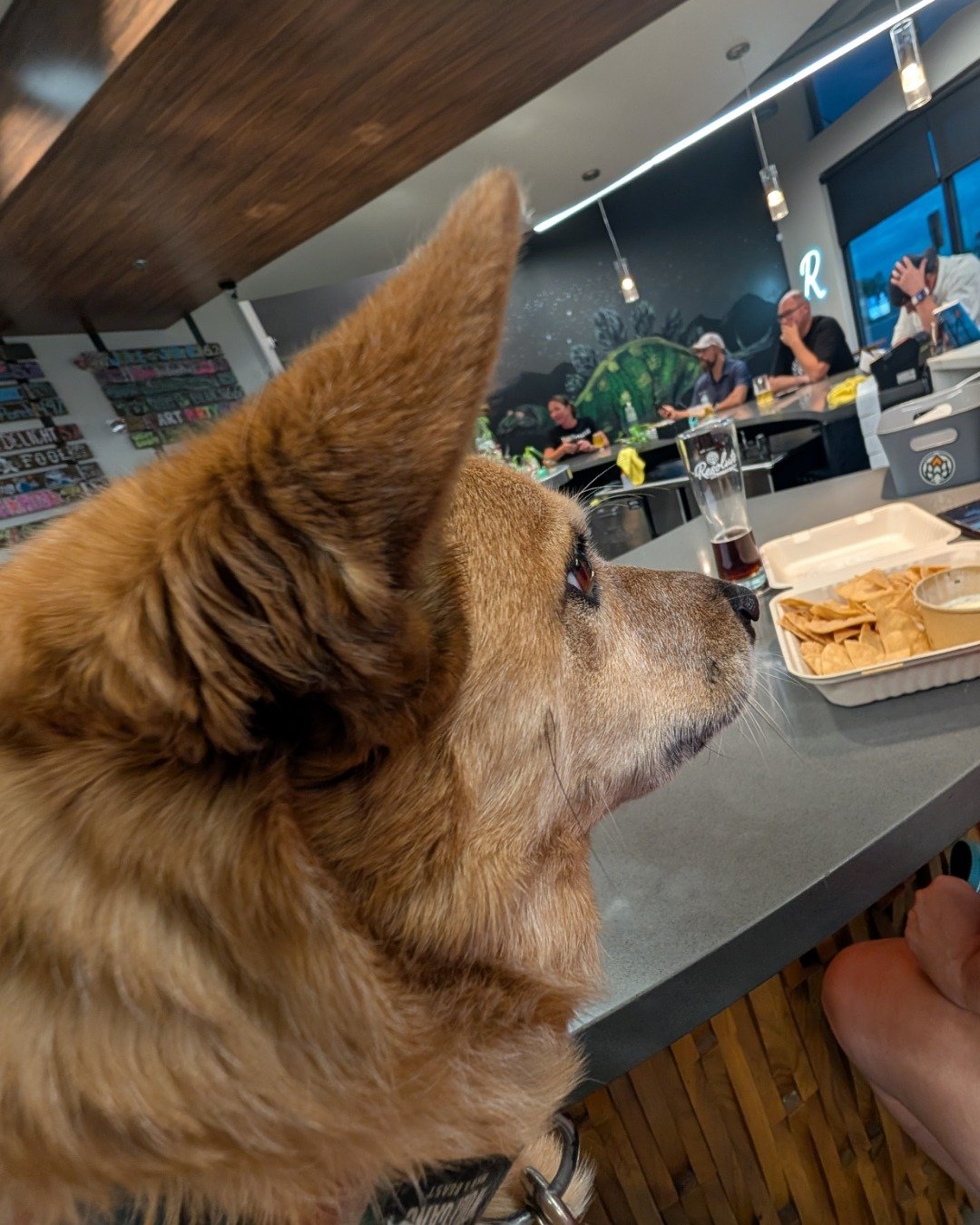 Sage the Australian Cattle Dog. Indoors, Restaurant, Interior Design, Cafeteria, Cafe, Furniture
