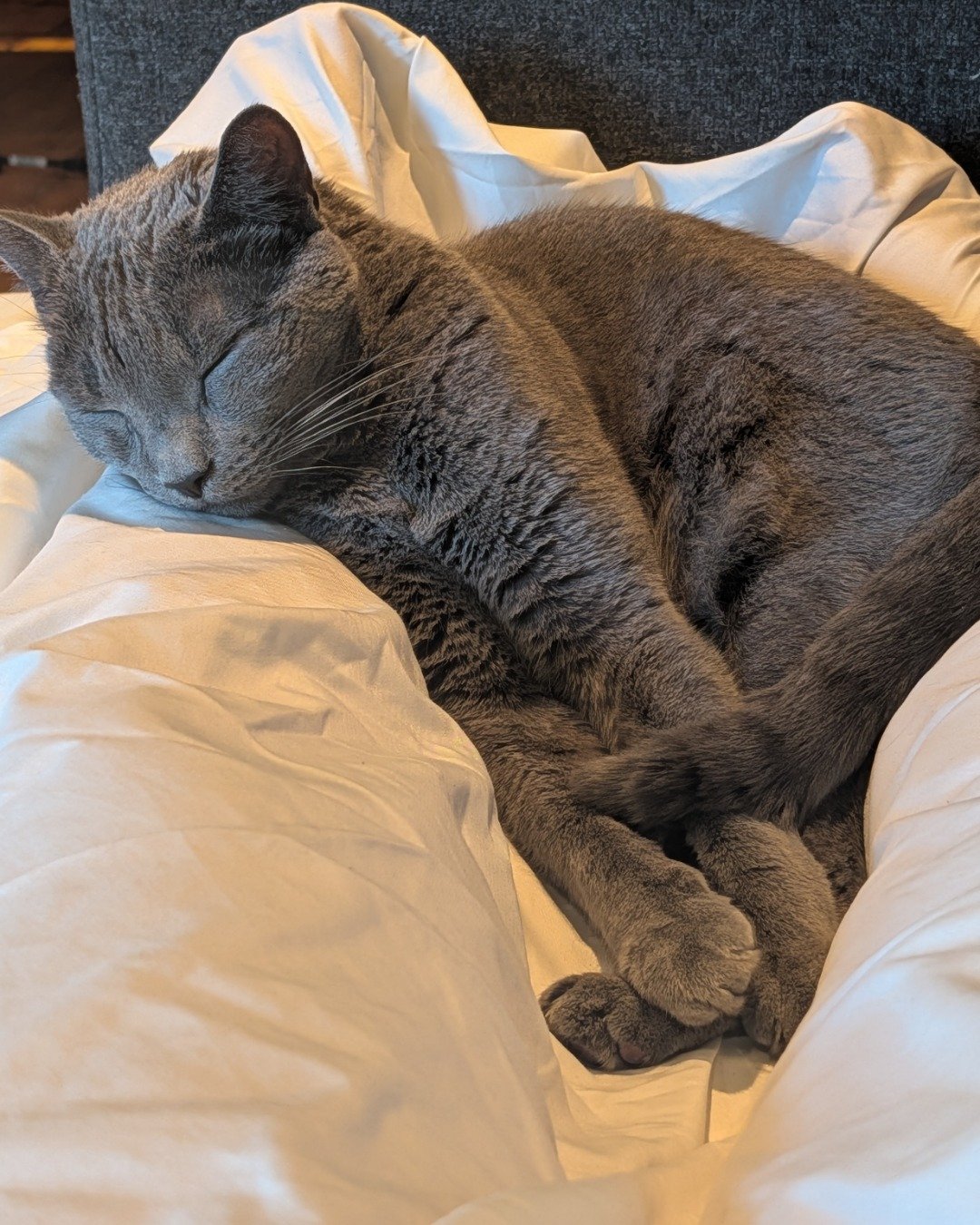 Theseus. Person, Sleeping, Cat, Blanket, Abyssinian, Couch
