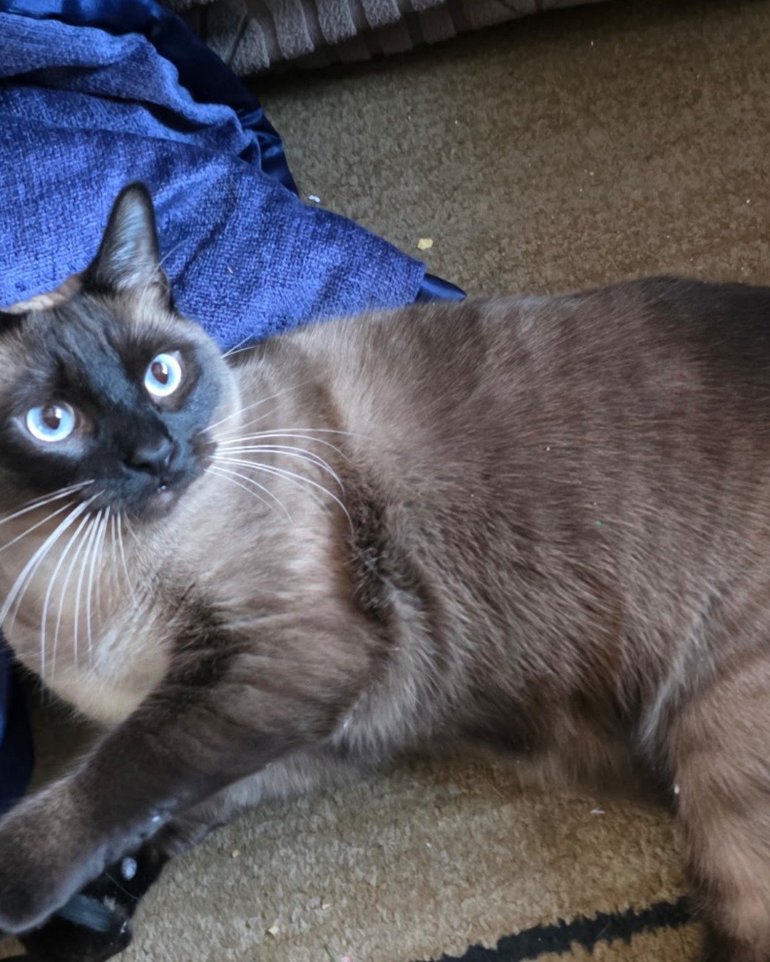 stub tail Stella🙃😎 (twin of Luna) the Siamese. Cat, Siamese