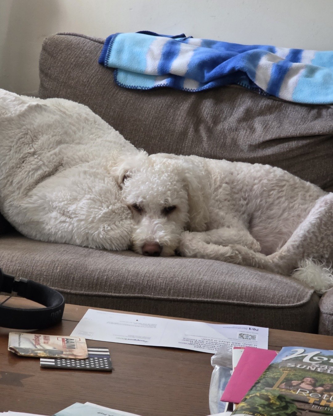Lily the doodle. Couch, Furniture, Cushion, Home Decor, Dog, Puppy