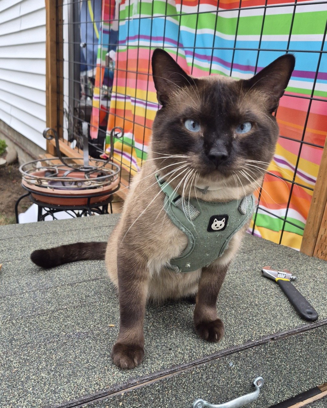 blue the siamese. Cat, Siamese, Plant, Potted Plant