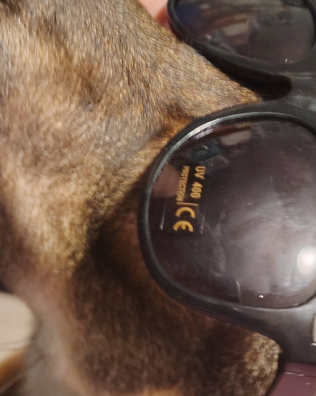 midnight. Accessories, Sunglasses, Glasses, Goggles, Dog, Hound