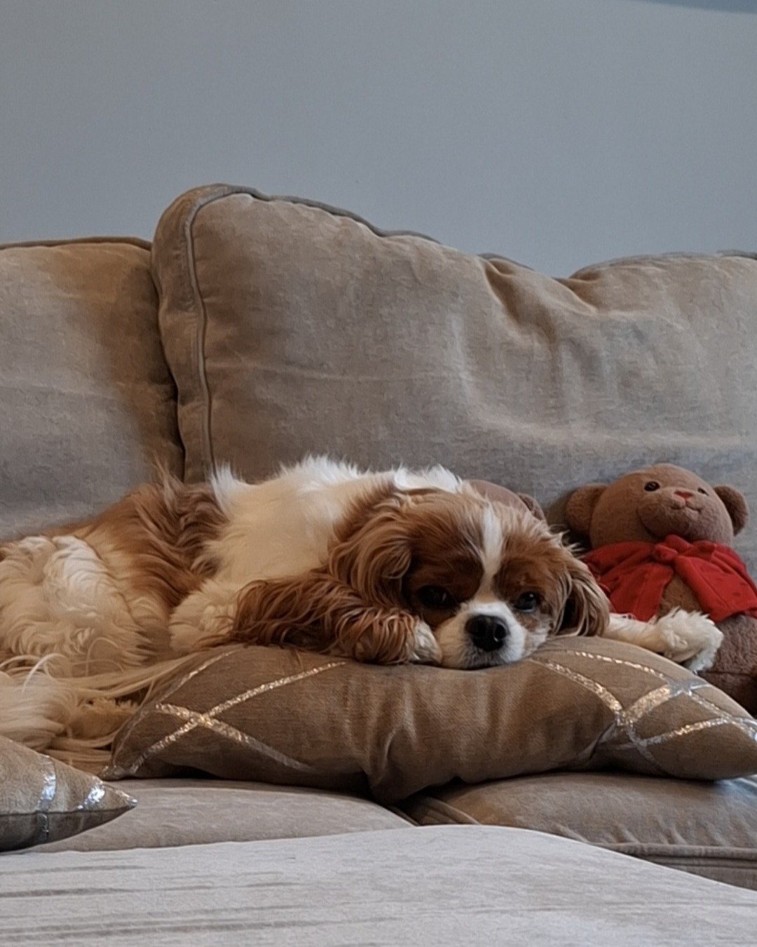 Arya the Cavalier King Charles Spaniel. Couch, Furniture, Cushion, Home Decor, Dog, Puppy