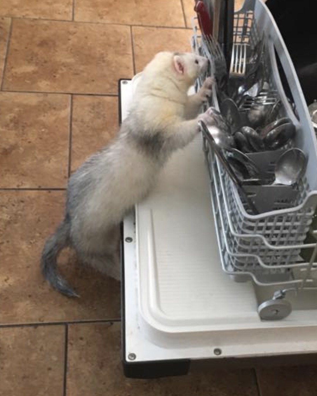 Glitch the Ferret