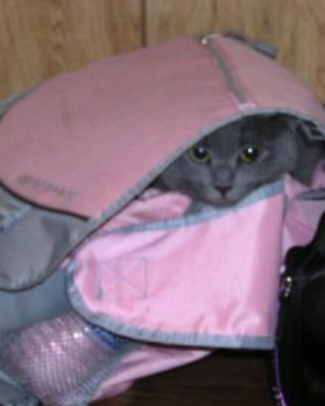 In memory of Athena the Grey shorthair. Bag, Backpack, Cat