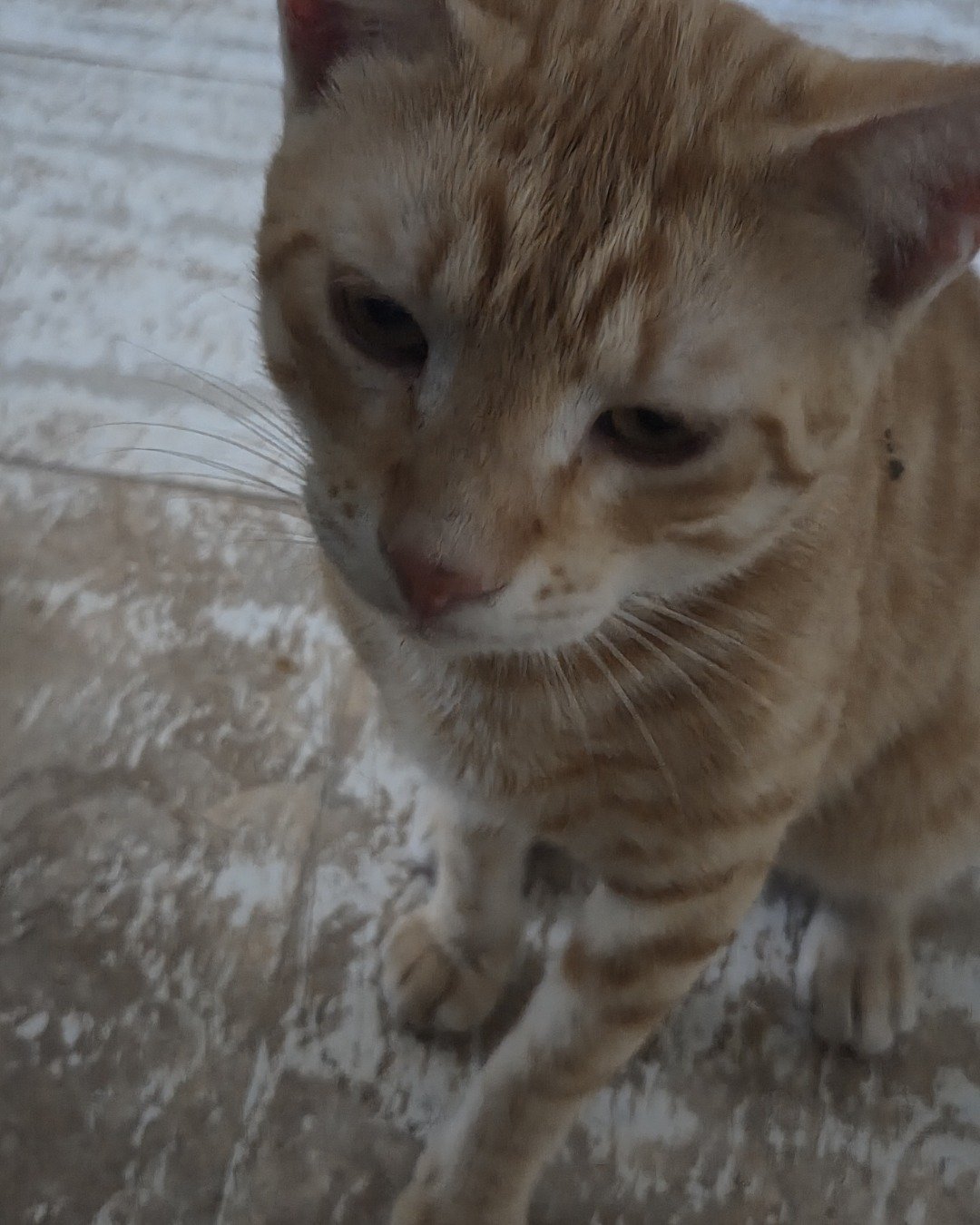 Precious the Orange cat. Abyssinian, Cat, Kitten