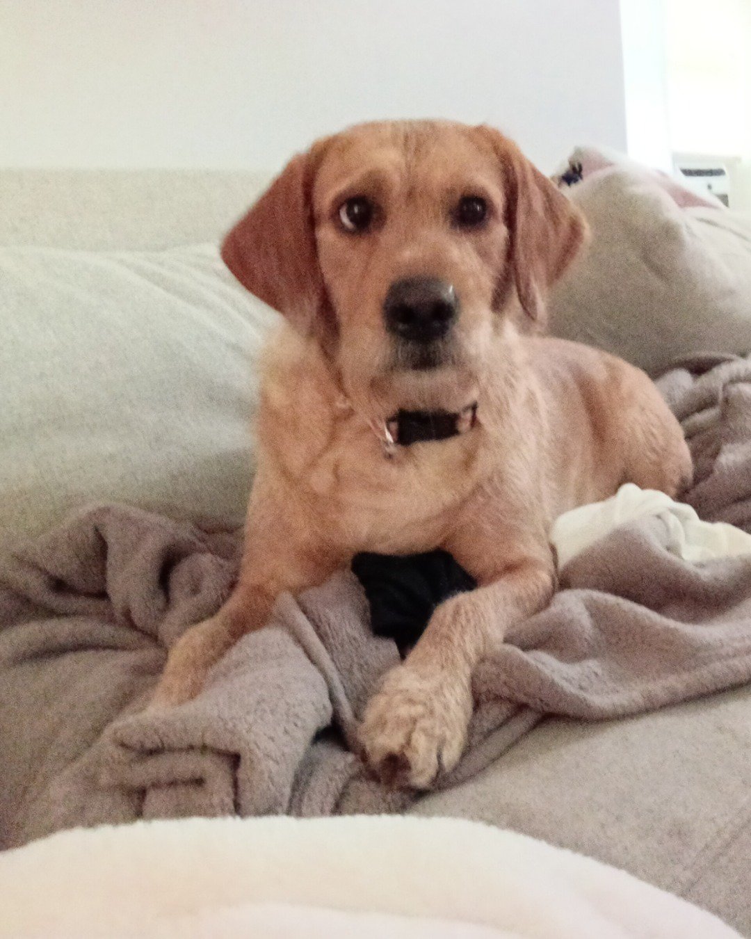 nora the golden retriever lab mutt. Dog, Puppy, Hound, Blanket, Home Decor, Linen