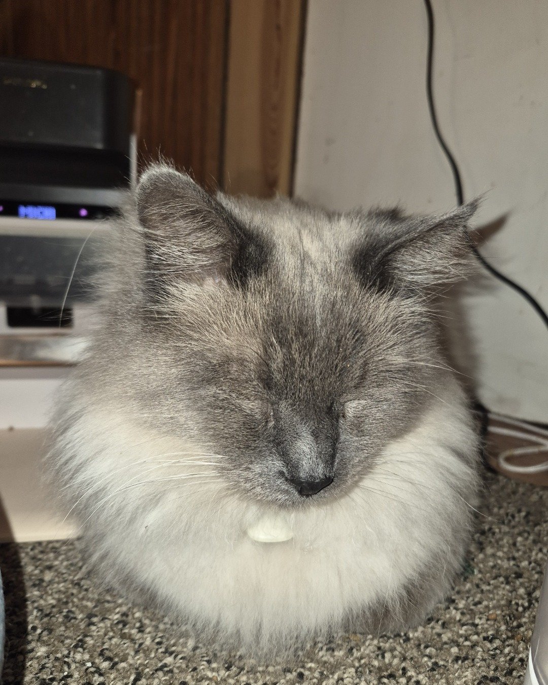 Michi the Siamese Mix. Computer Hardware, Electronics, Hardware, Screen, Monitor, Cat
