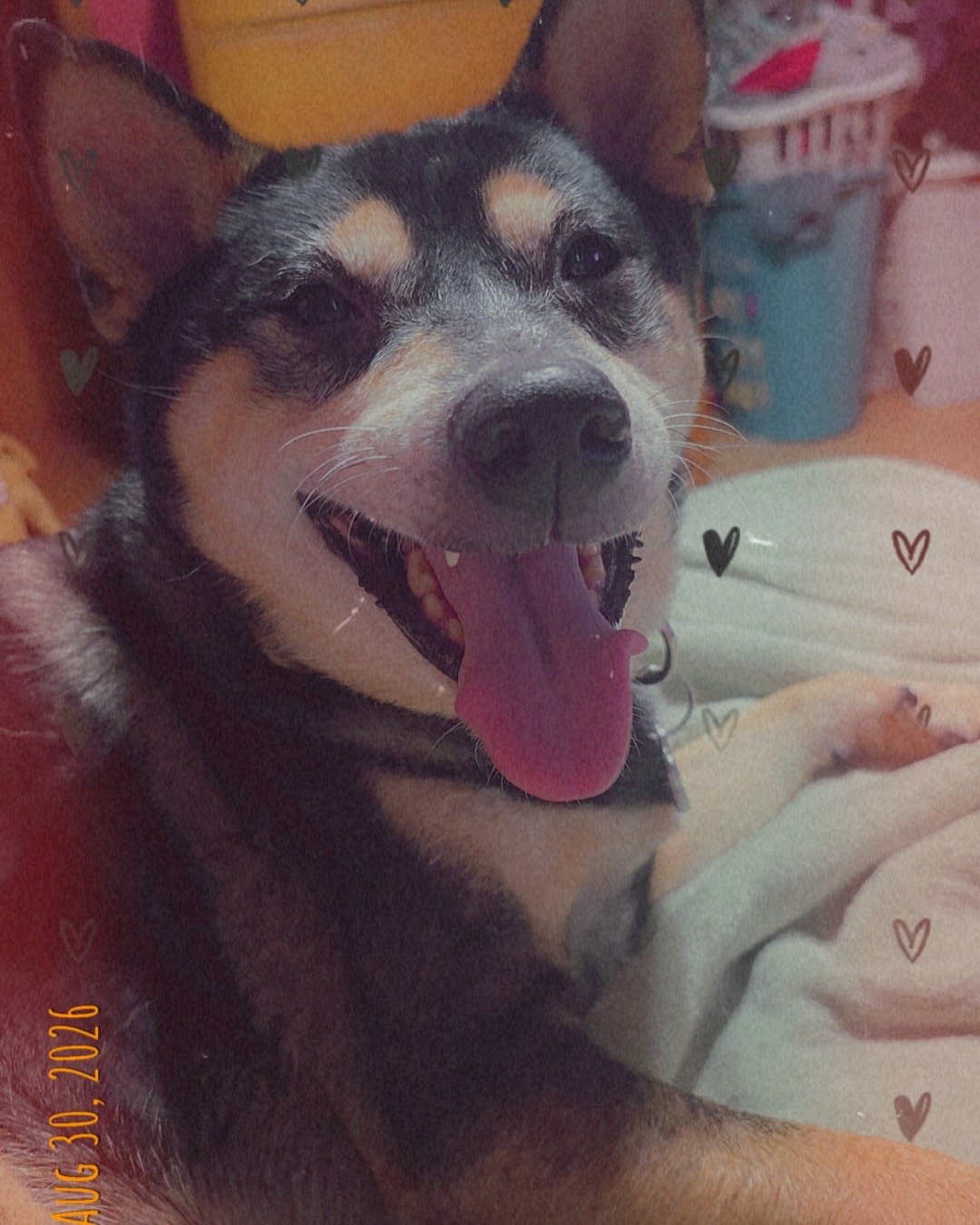 Olive the Shiba/Heeler. Dog, Husky, Puppy, Hound