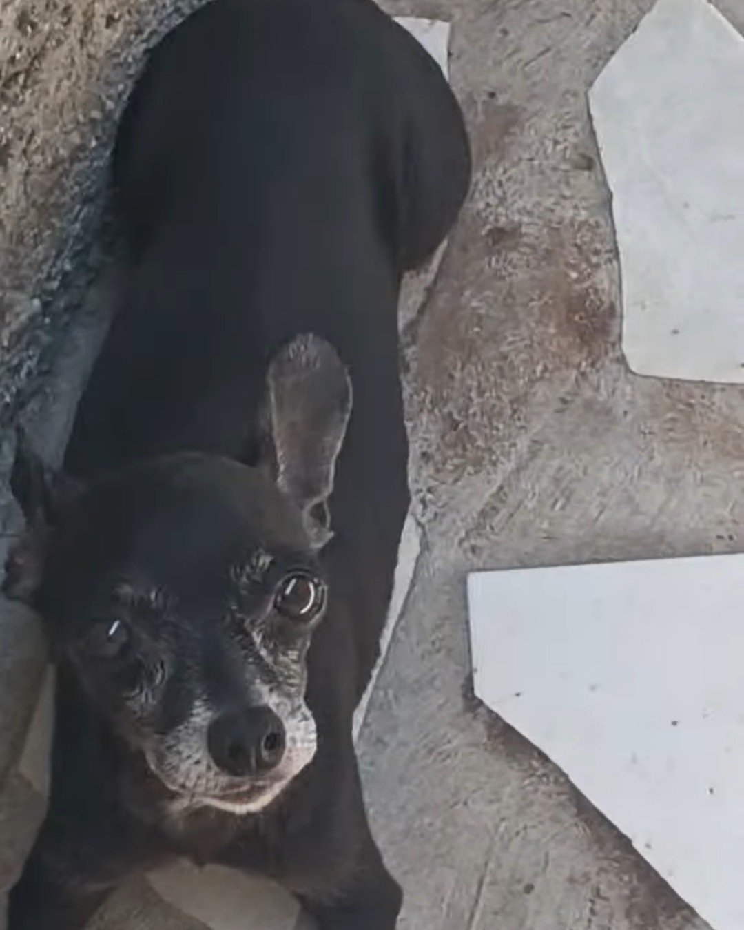 Balu the Chihuahua. Dog, Puppy, Chihuahua