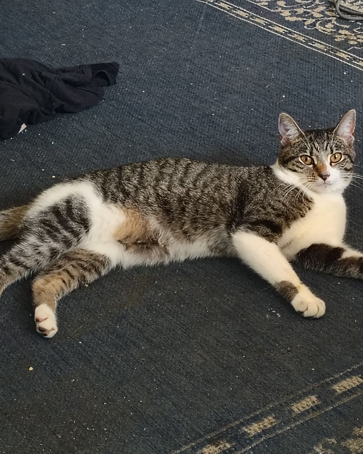 Athena. Cat, Manx, Kitten, Clothing, Pants
