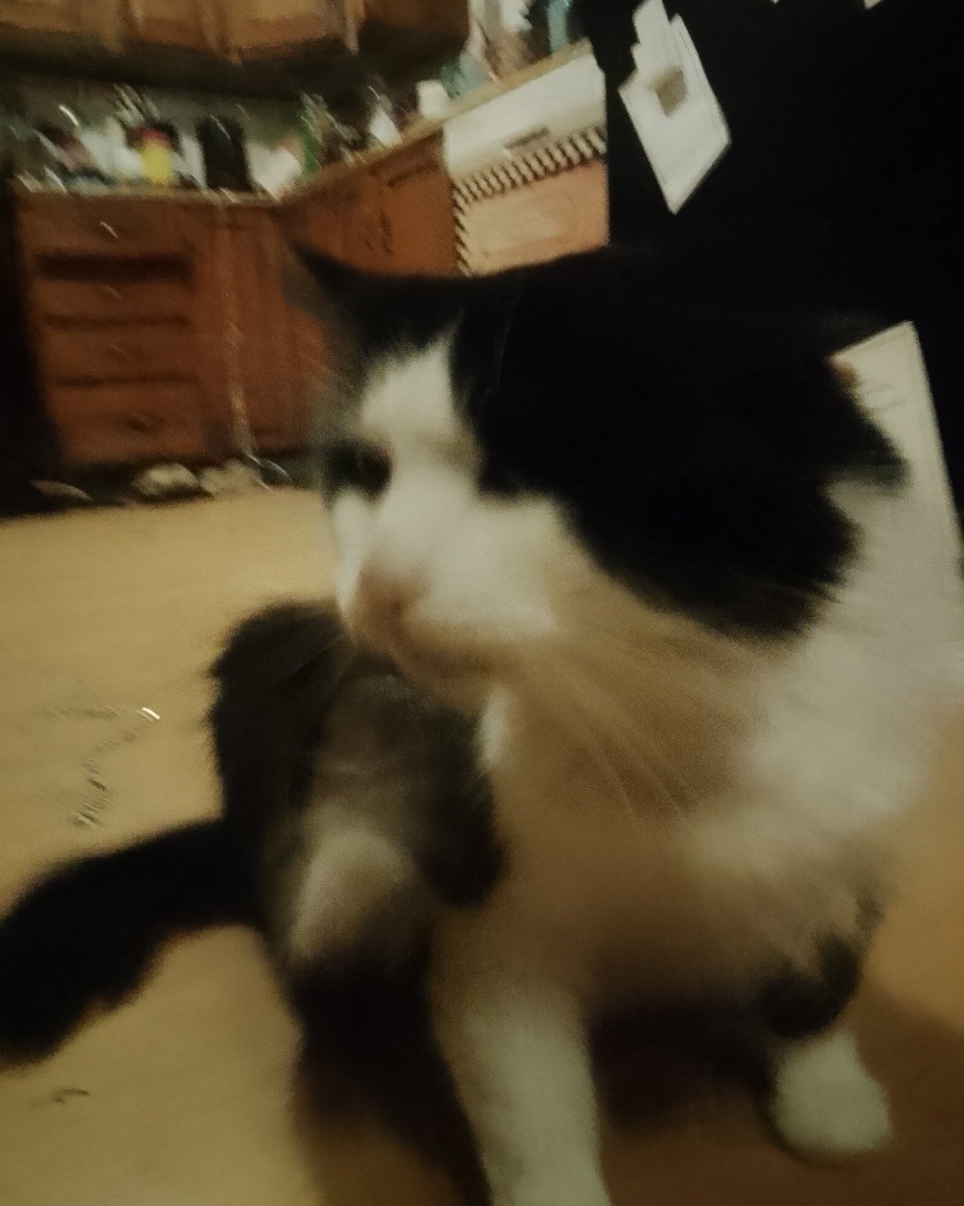 lola the tuxedo cat. Drawer, Furniture, Cabinet, Cat