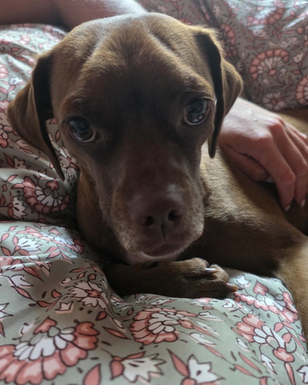 Wonka the Terrier Mix. Dog, Puppy, Hound, Cushion, Home Decor, Furniture