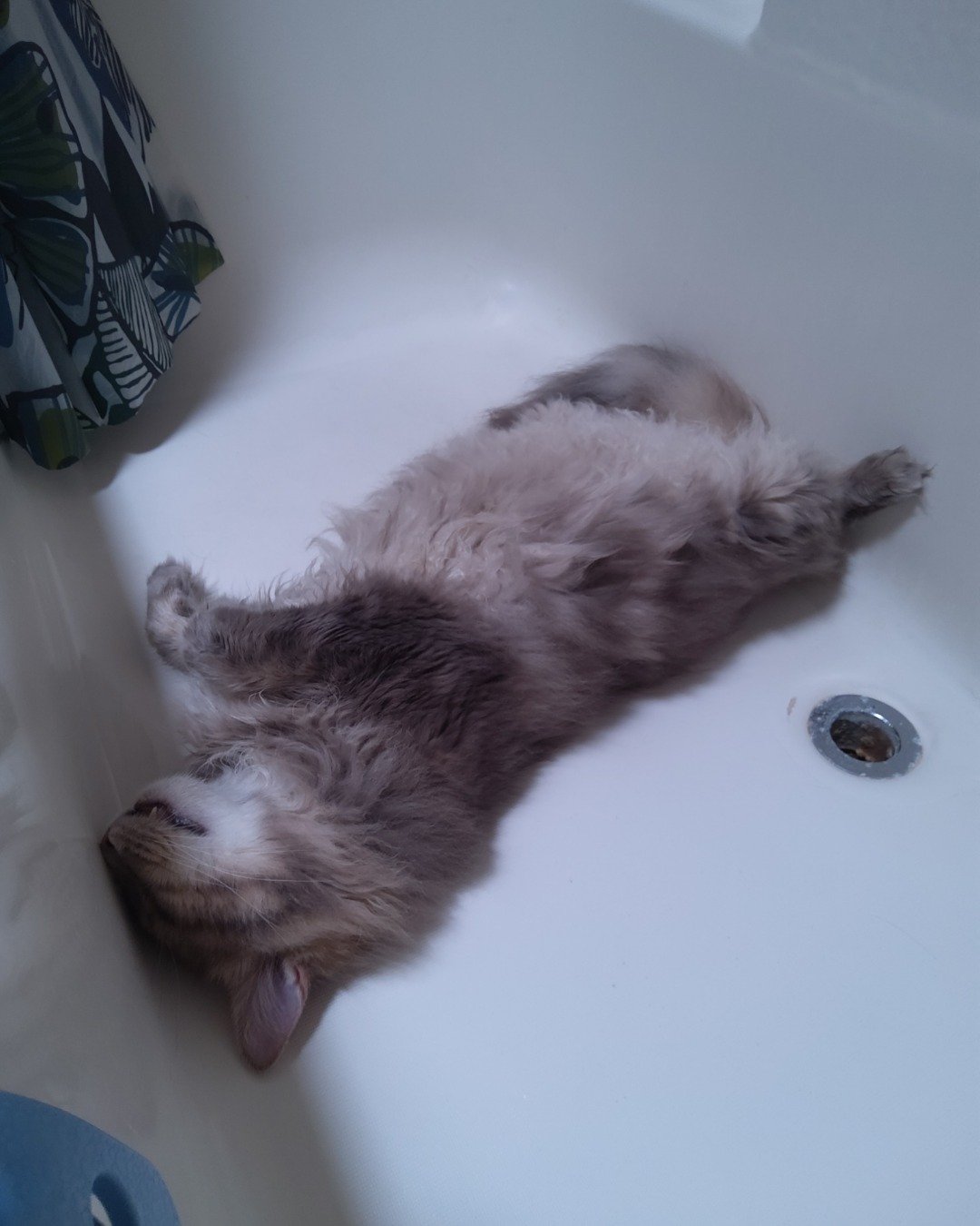 Logan the Long Haired Tabby. Bathing, Bathtub, Person, Tub, Dog, Accessories