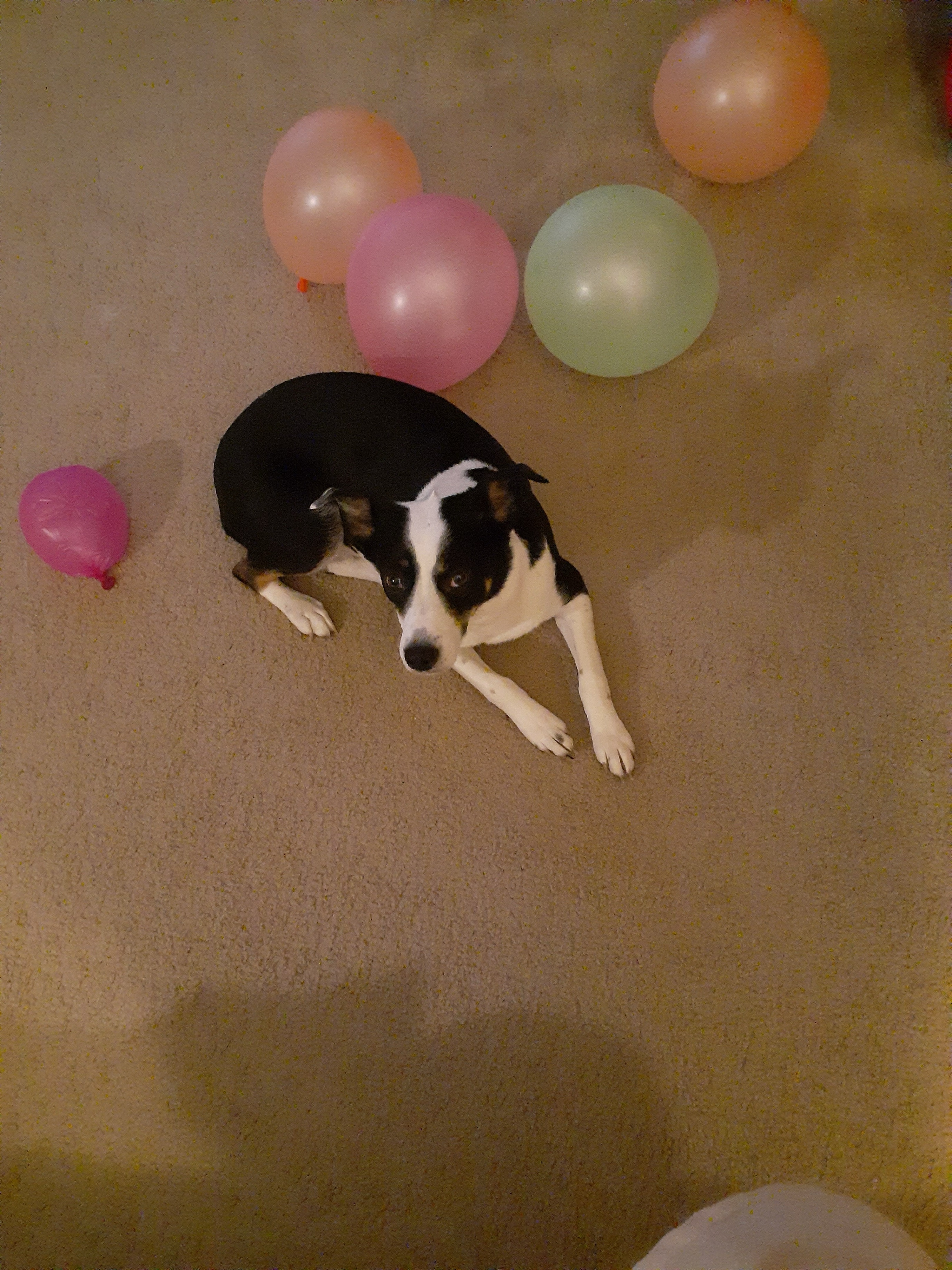 Midi the Aussie/ Blue Heeler