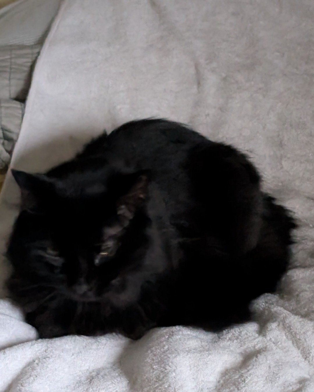 kaiju the black cat. Cat, Black Cat, Dog