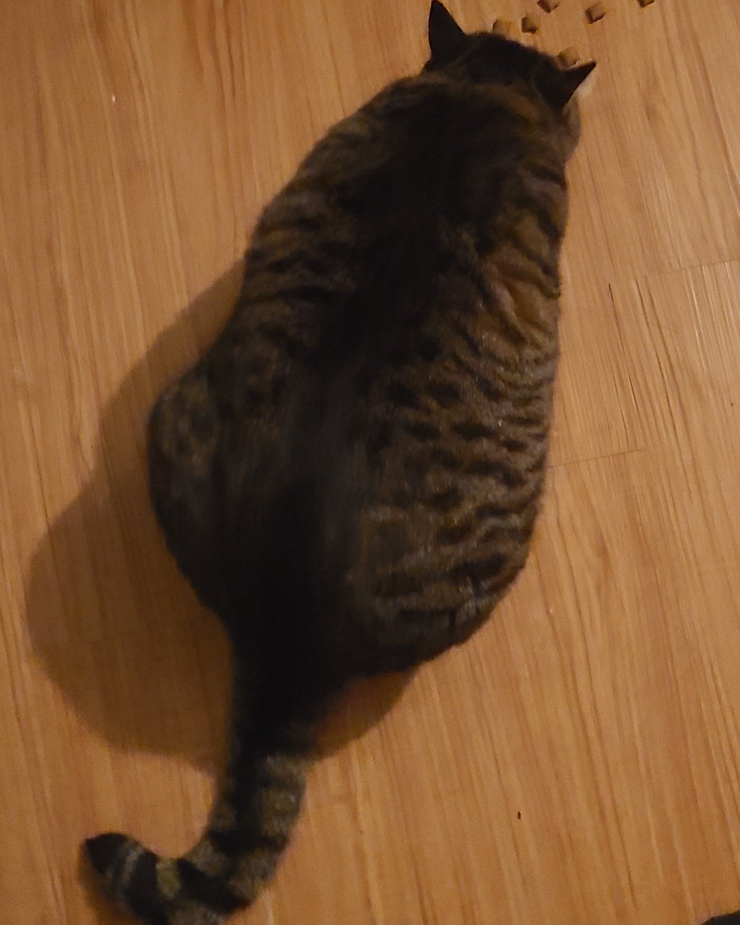 Meatball the Brown Tabby Cat. Hardwood, Wood, Floor, Flooring, Cat, Manx