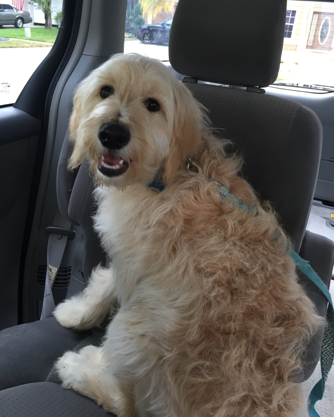 Bria the Goldendoodle