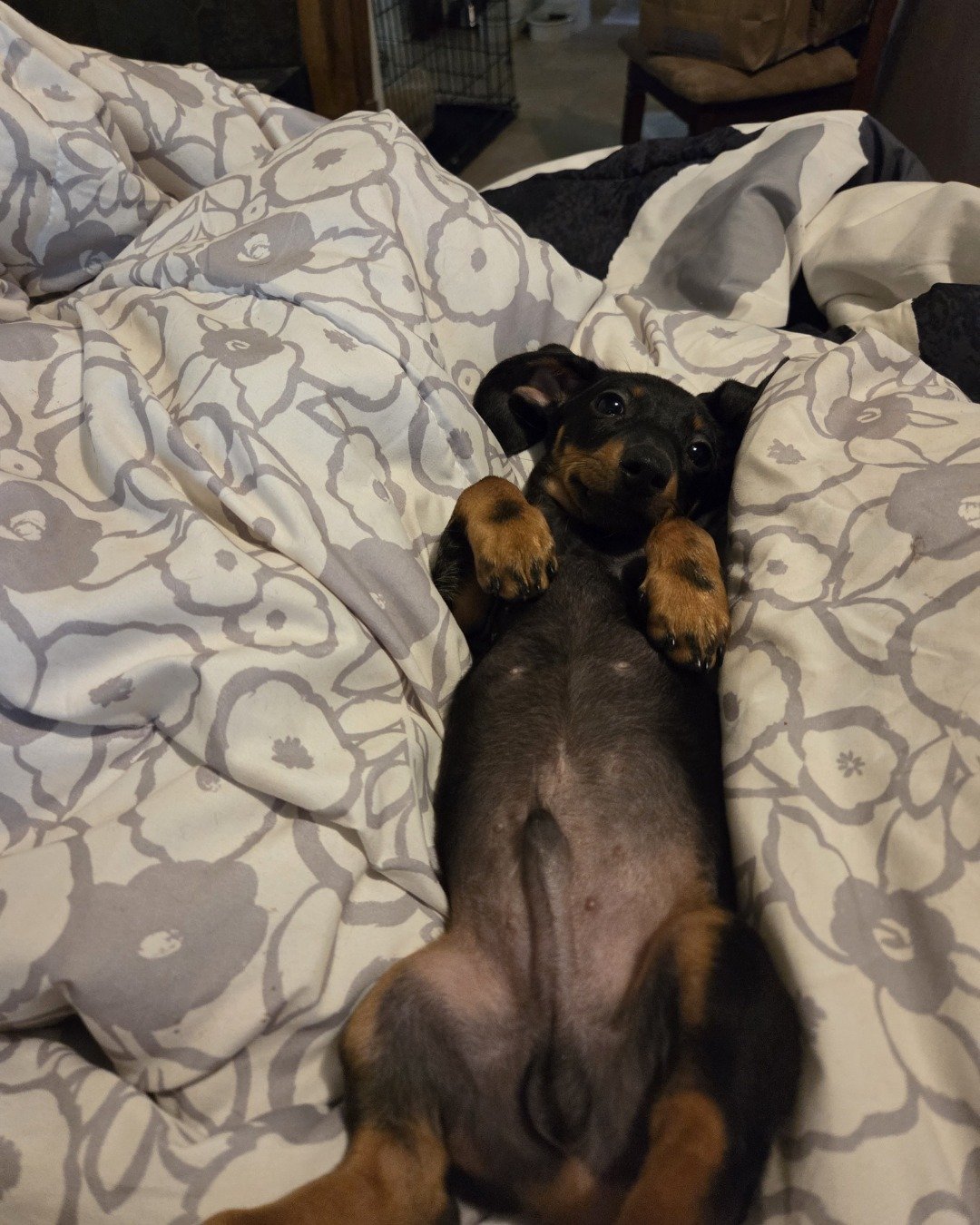 Angus the mini dachshund. Dog, Puppy, Blanket, Furniture, Hound