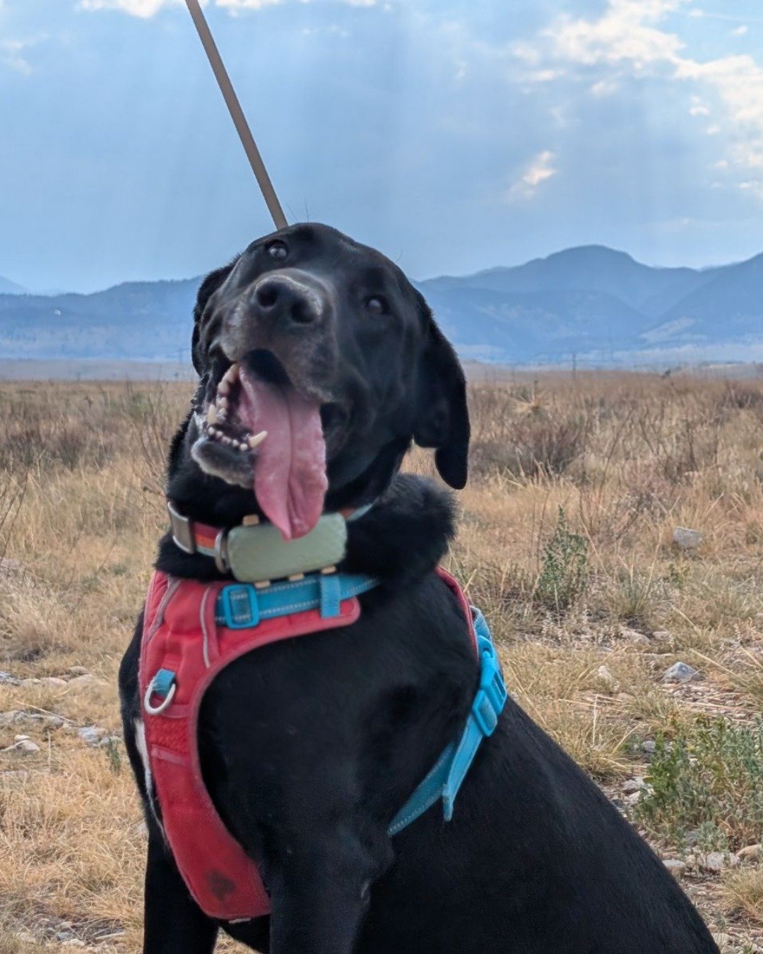 Bo the Lab. Grass, Plant, Nature, Outdoors, Sky, Dog