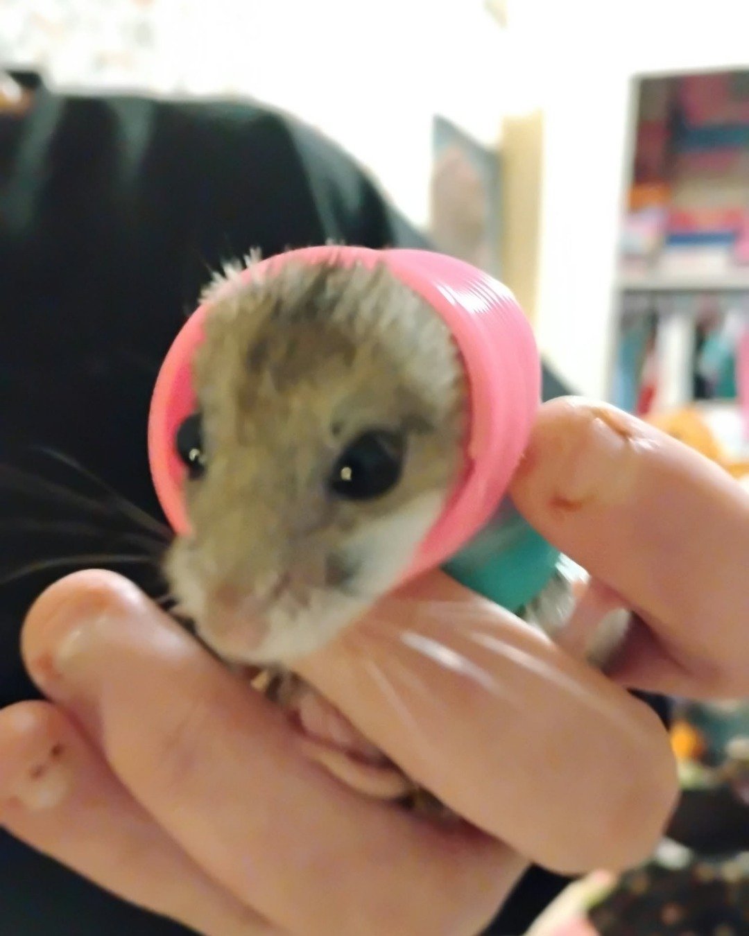 sam the cambell dwarf hamster. Hamster, Rodent, Body Part, Finger, Hand, Person