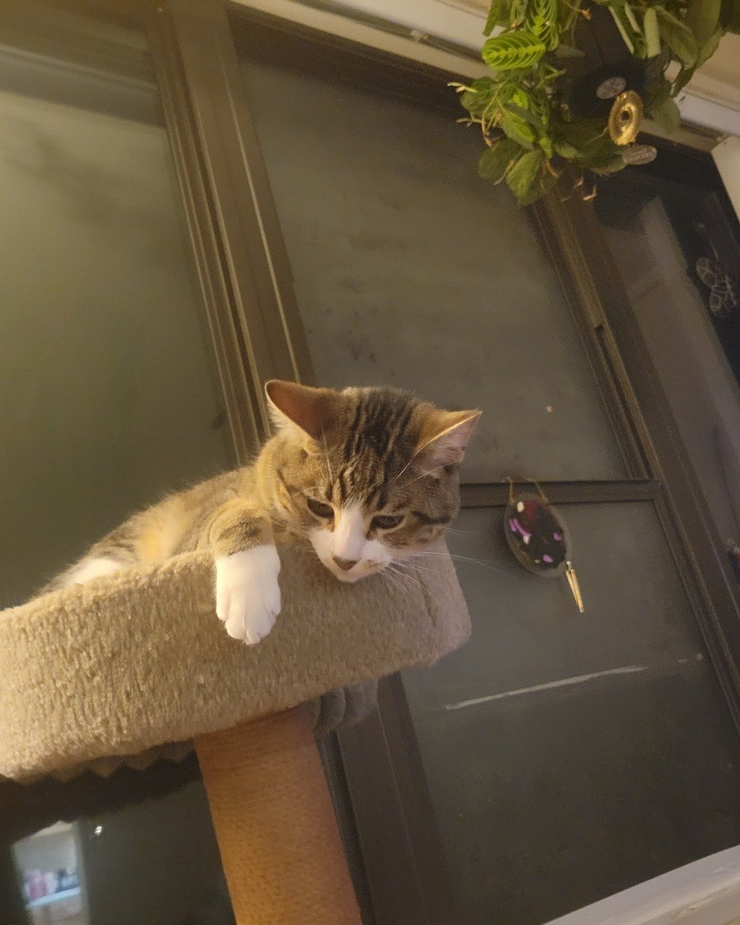 gizmo the tabby. Plant, Potted Plant, Jar, Planter, Pottery, Vase