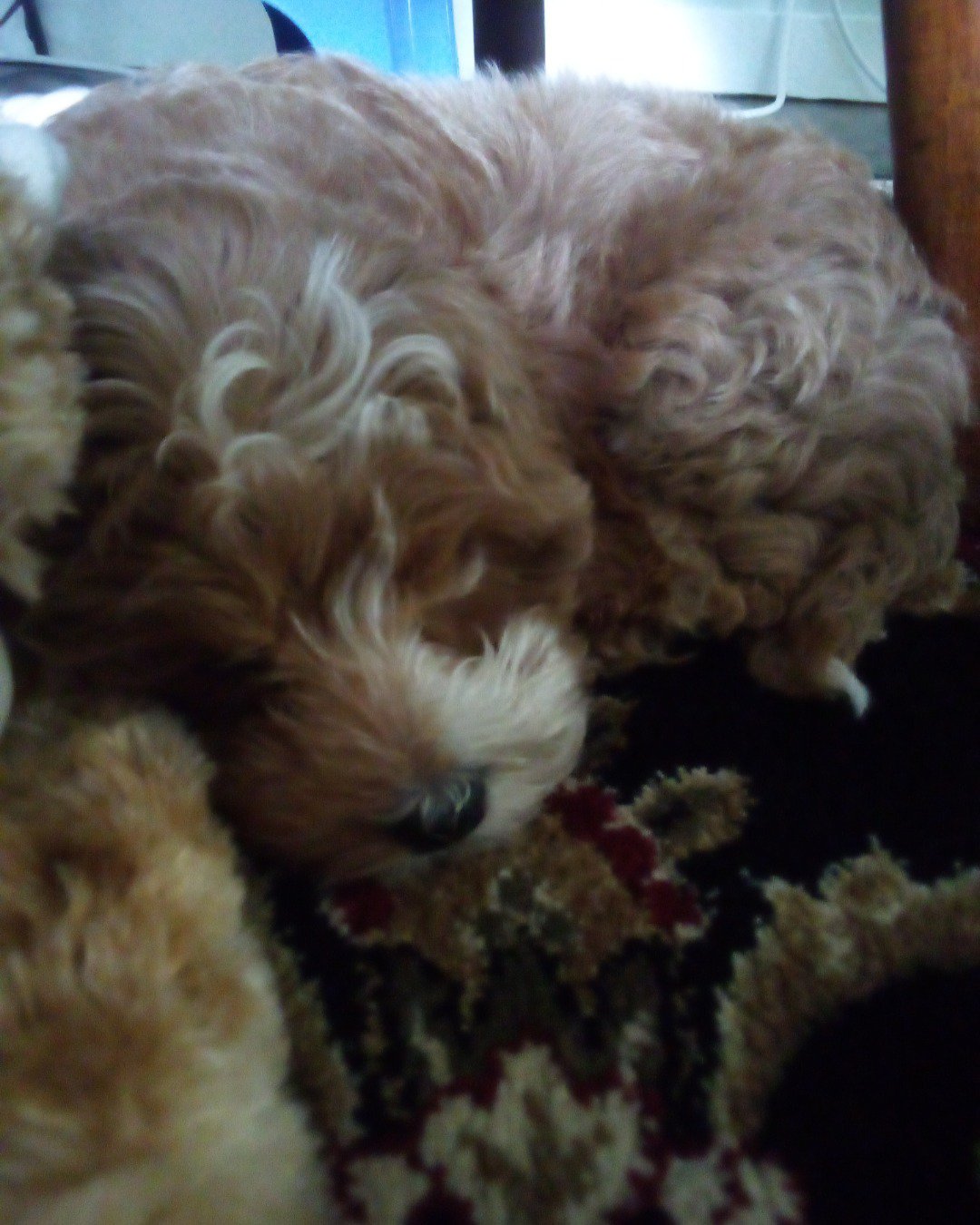 Bruno. Dog, Puppy