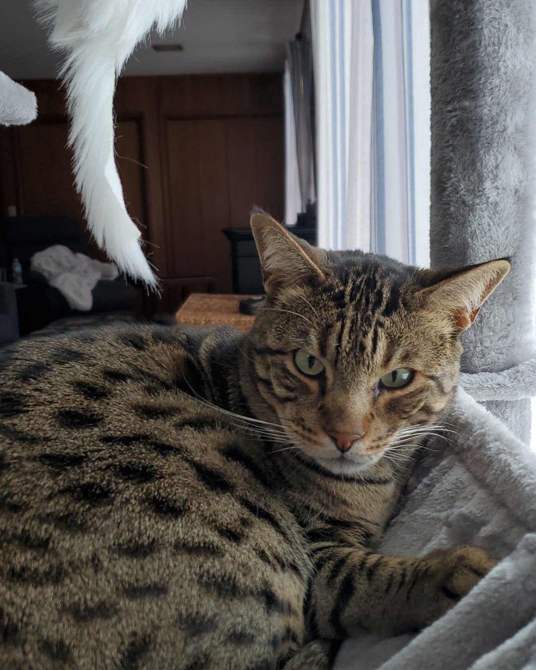 Thor ⚡️💪🏽 the Savannah Cat. Cat, Couch, Furniture