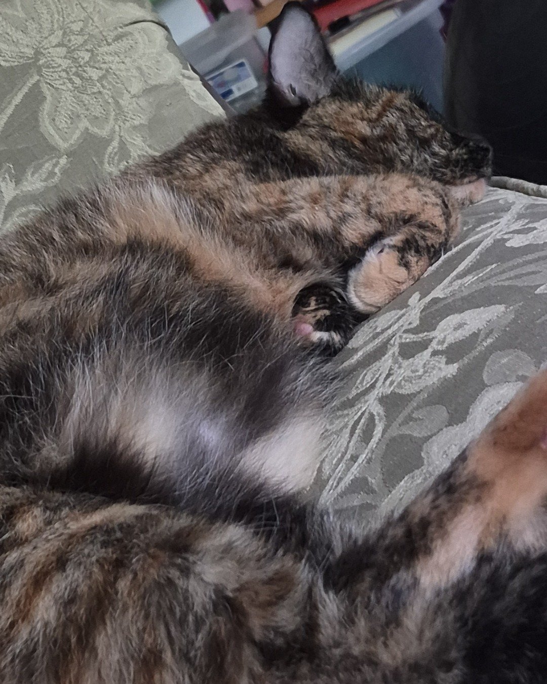 Celestine. Couch, Furniture, Person, Sleeping, Cat, Kitten