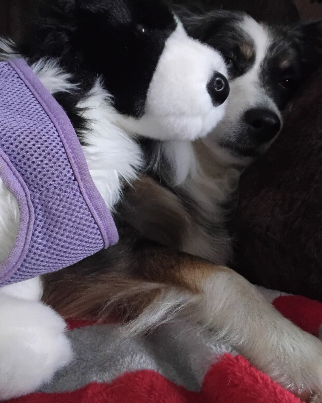 Dixie the Australian shepherd. Dog, Puppy, Cushion, Home Decor, Couch, Furniture