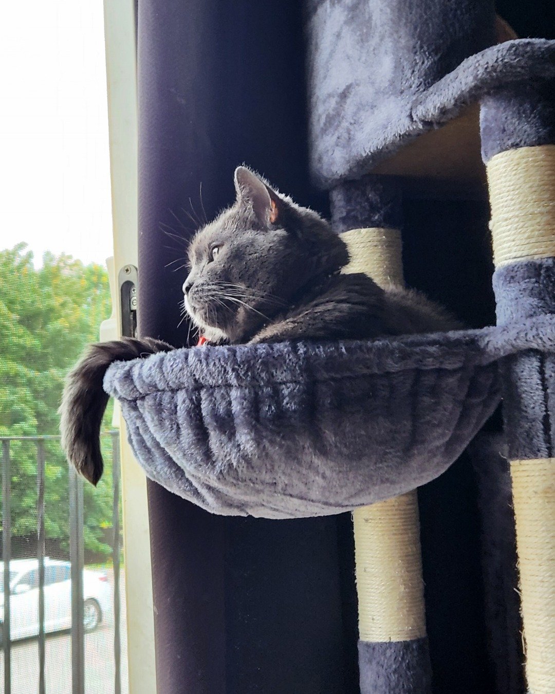 Lilac the SDH. Cat, Kitten, Blanket, Car, Transportation, Vehicle