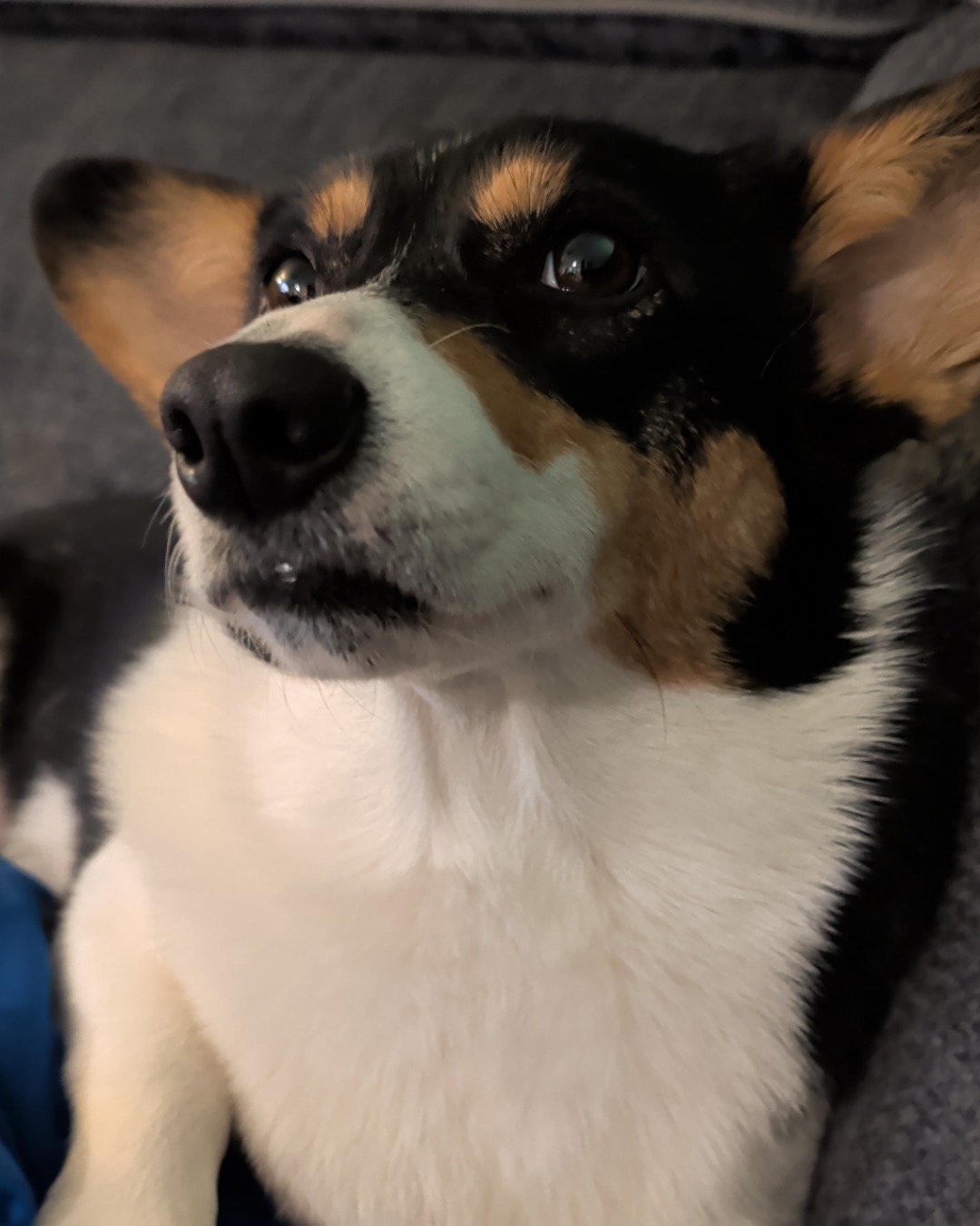 hazel the Paran Brook Corgi. Dog, Puppy, Hound, Husky, Snout