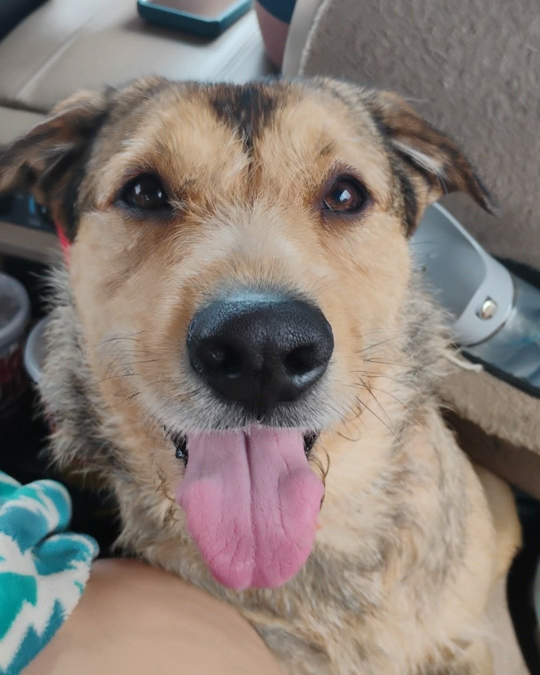 teddy bear the mutt. Dog, Puppy, Hound, Golden Retriever, Husky