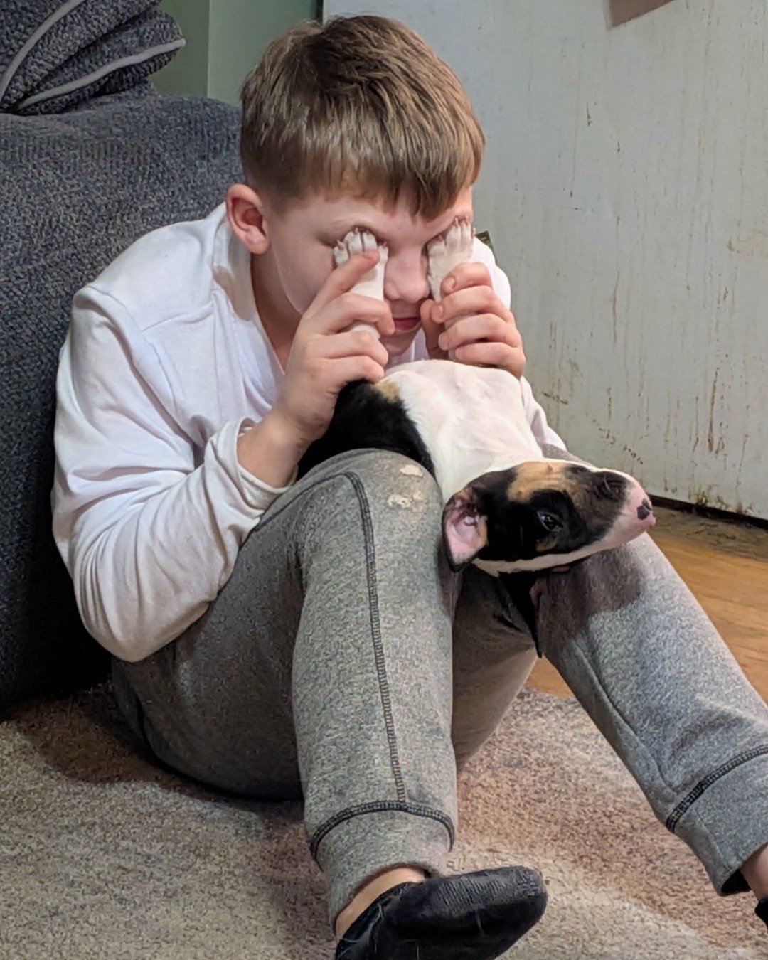 Chinook the bull terrier