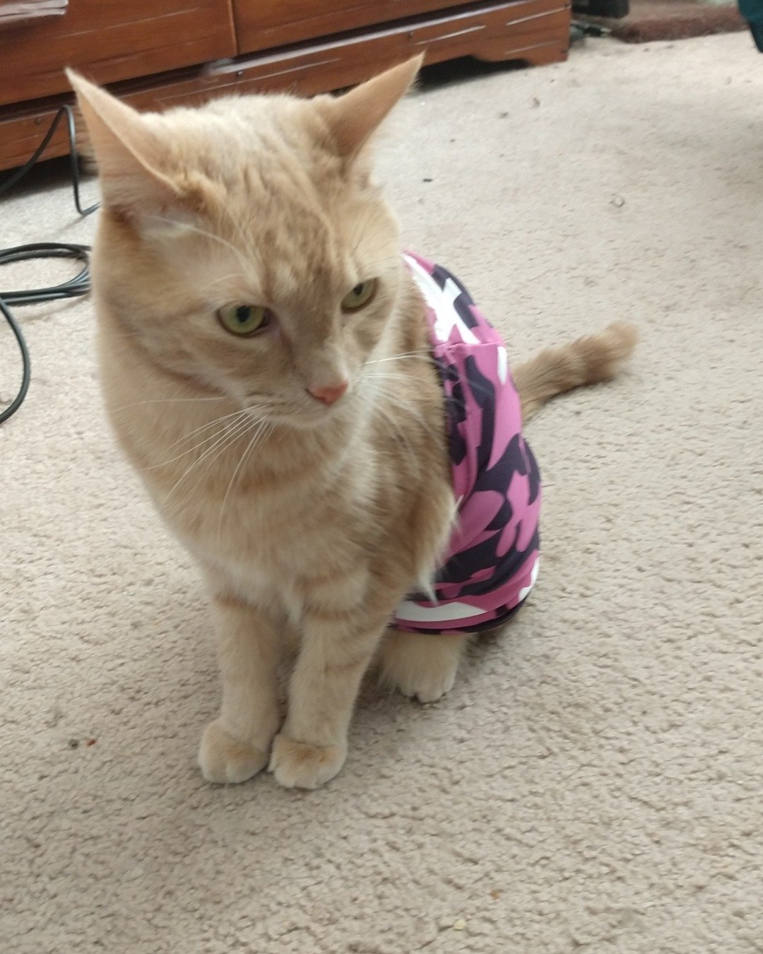 Harley the Orange Floof. Cat, Accessories, Strap, Kitten
