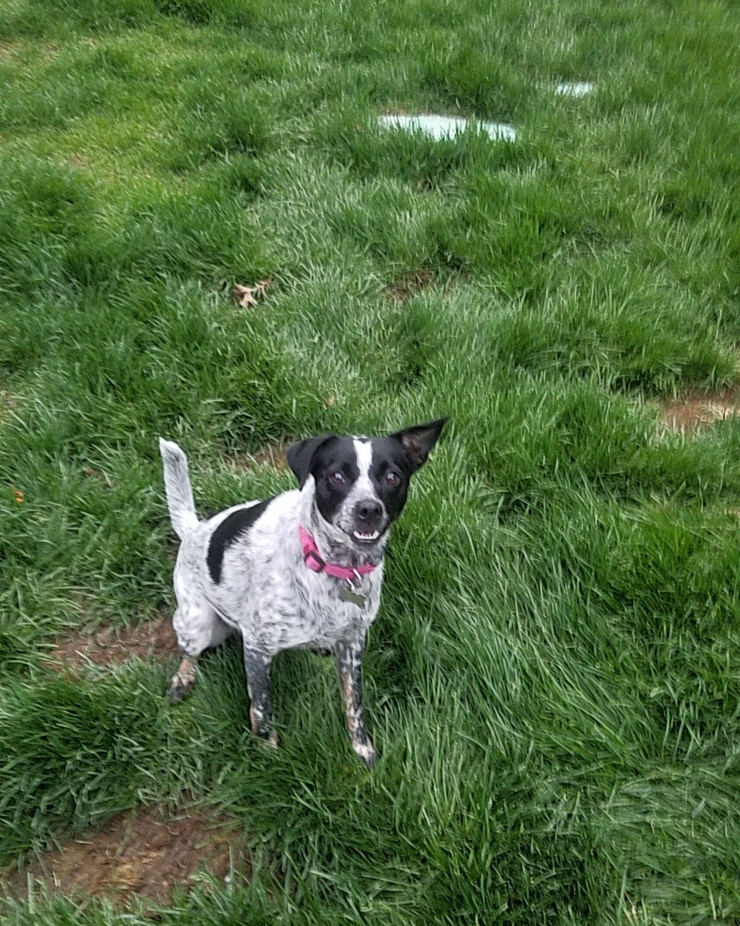 Ash. Grass, Plant, Dog, Puppy, Lawn, Green