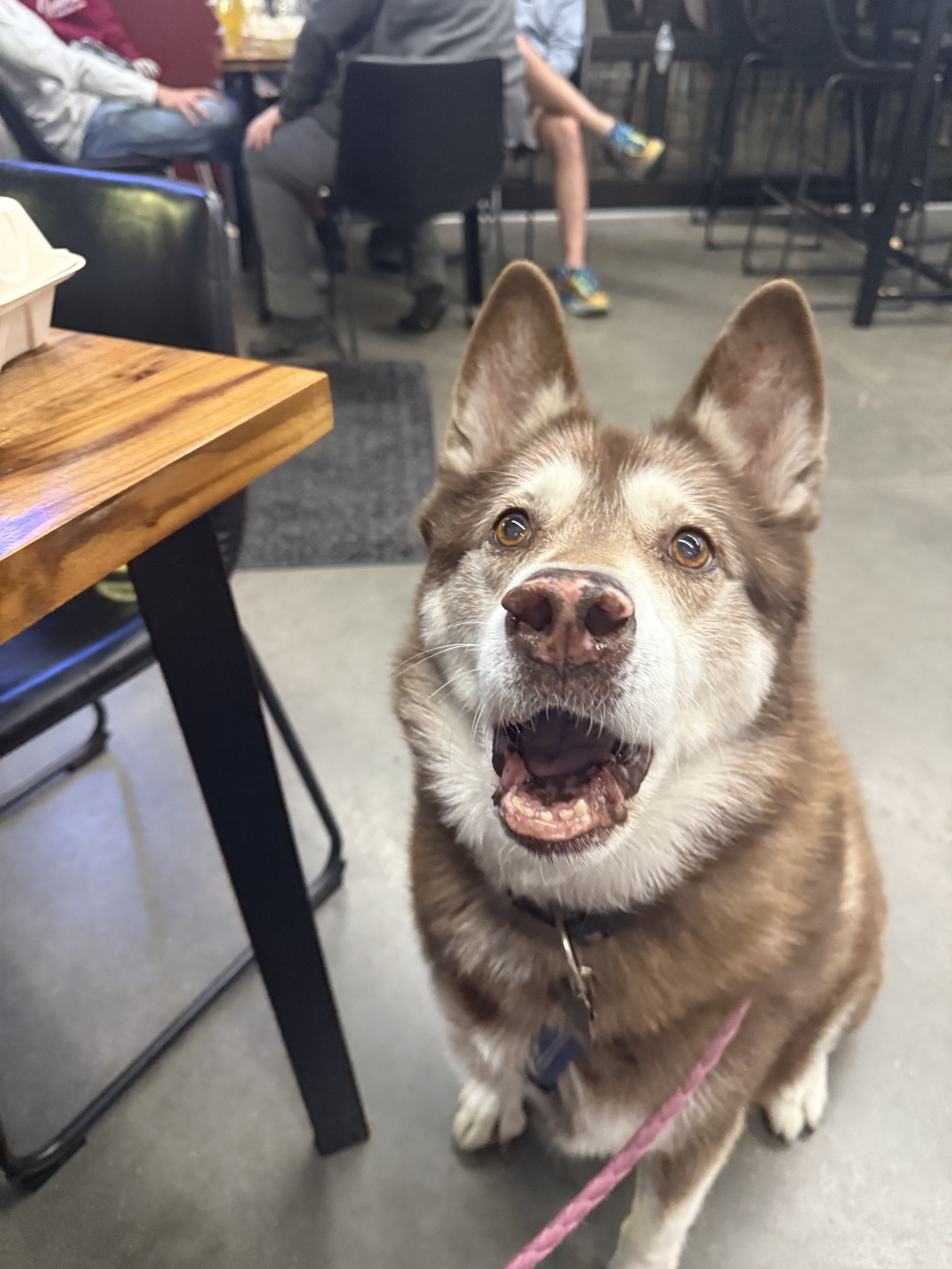 Nala the Siberian Husky
