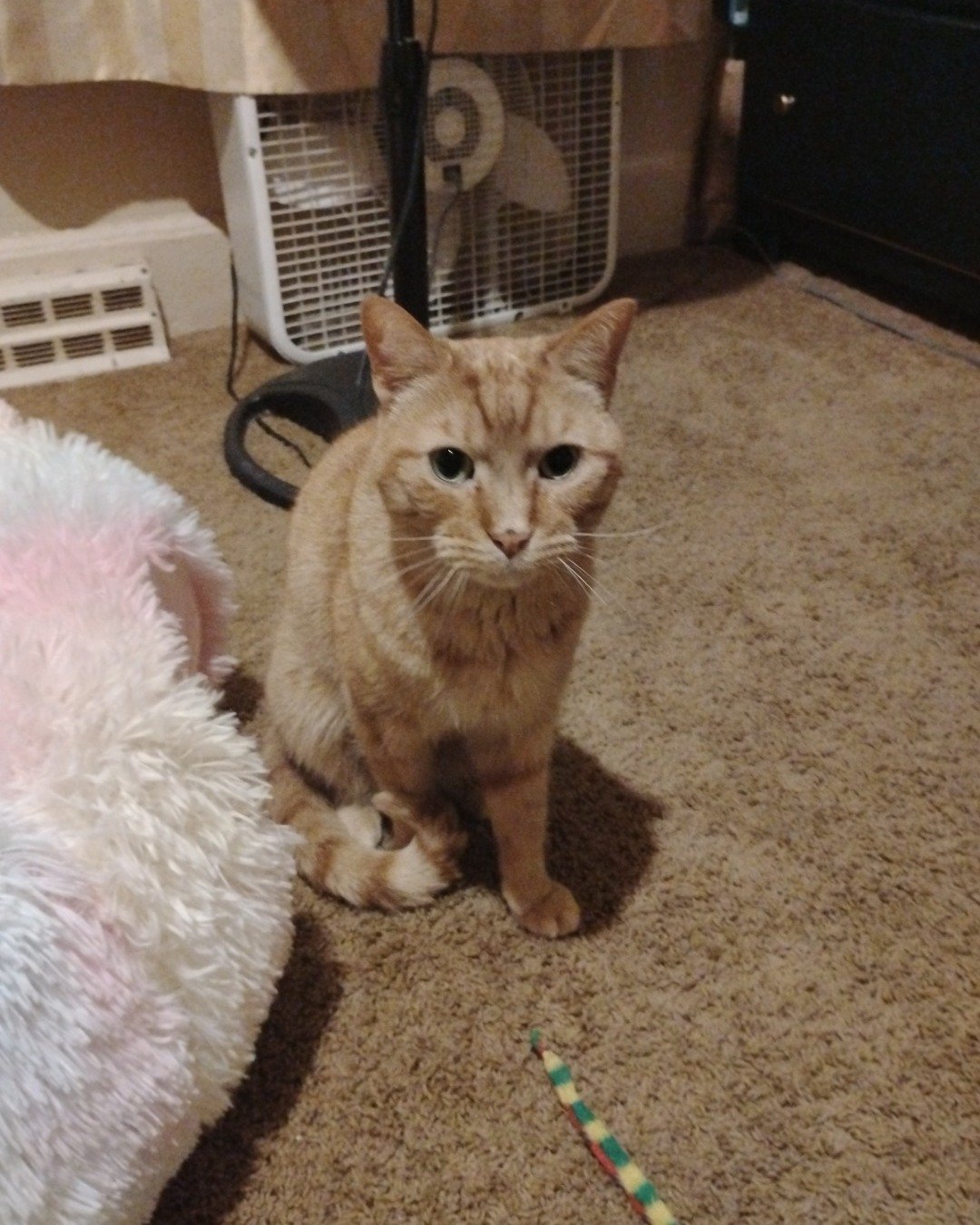 Tiger the tabby. Cat, Device