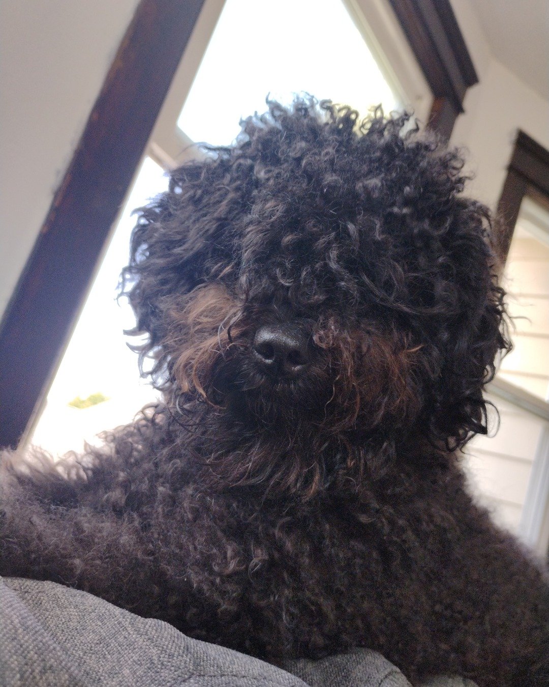 Brownie the black poodle. Dog, Puppy, Poodle