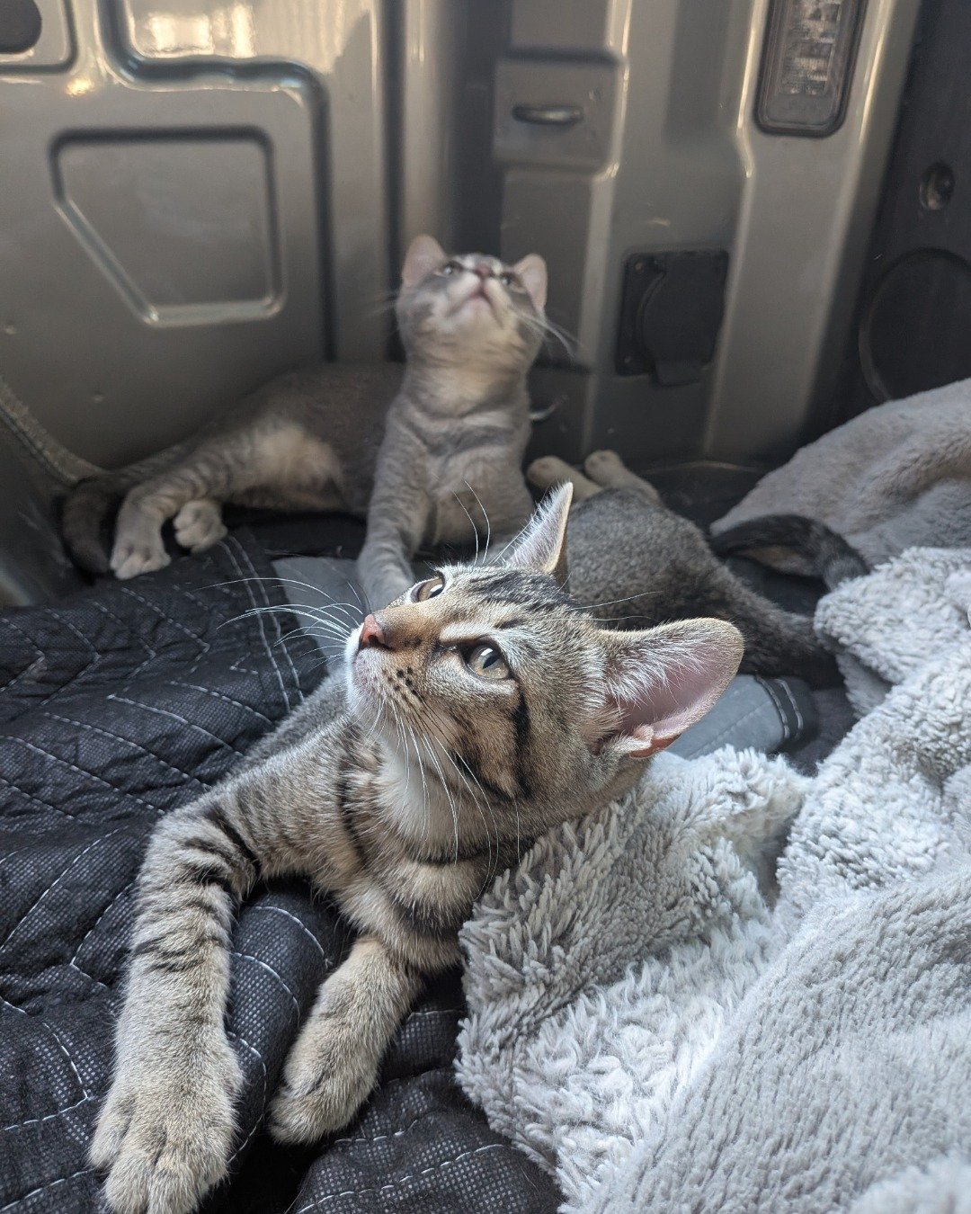Peanut the American Short hair. Abyssinian, Cat, Kitten, Blanket