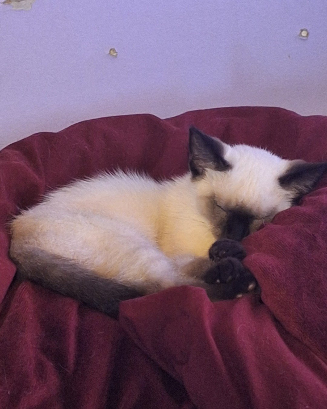 Nova the simese. Cat, Dog, Siamese