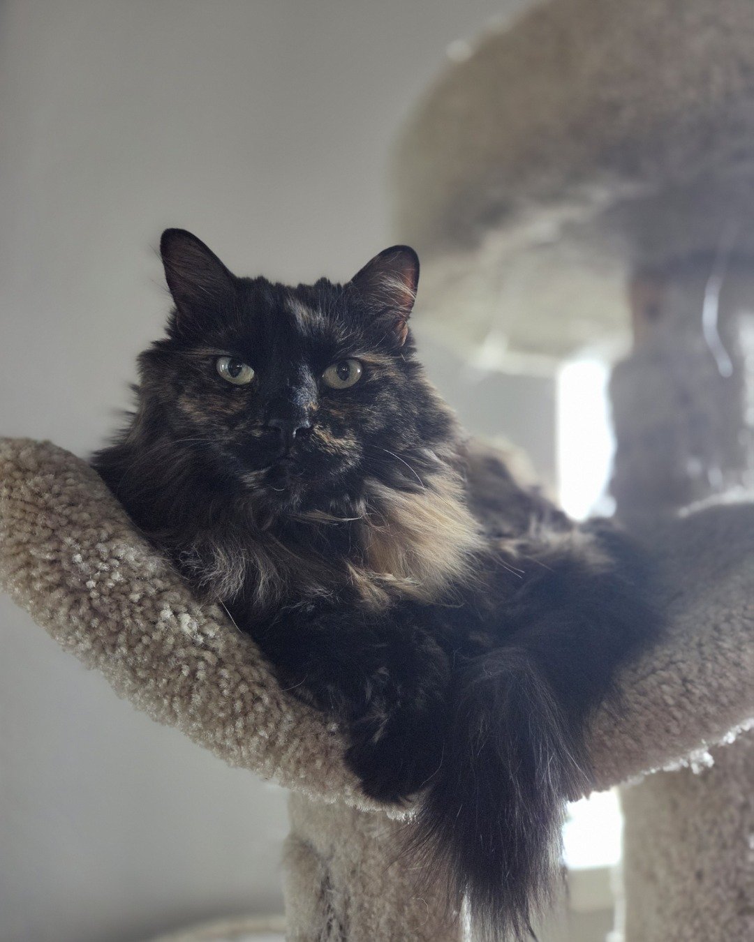 Ember. Cat, Kitten
