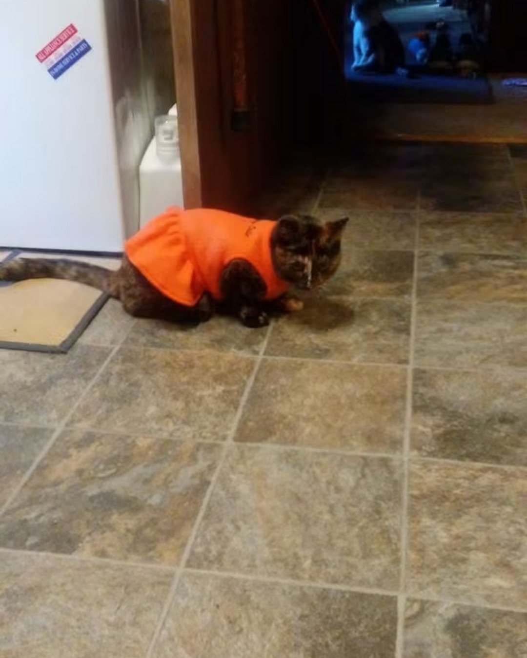 Gizmo. Floor, Flooring, Cat